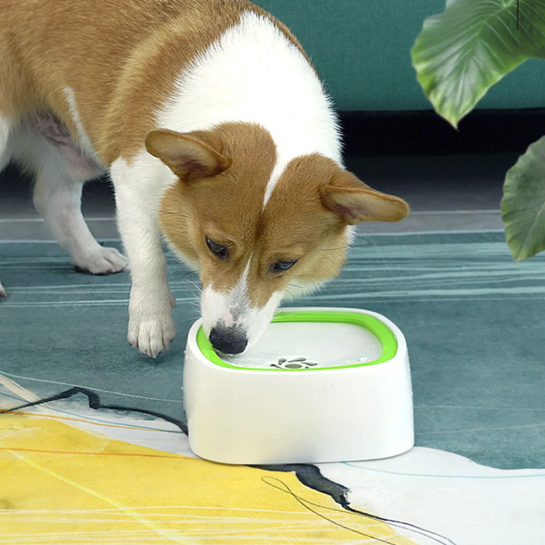 Healthy Large Portable Spill Proof Dog Water Fountain Bowl Exceptional