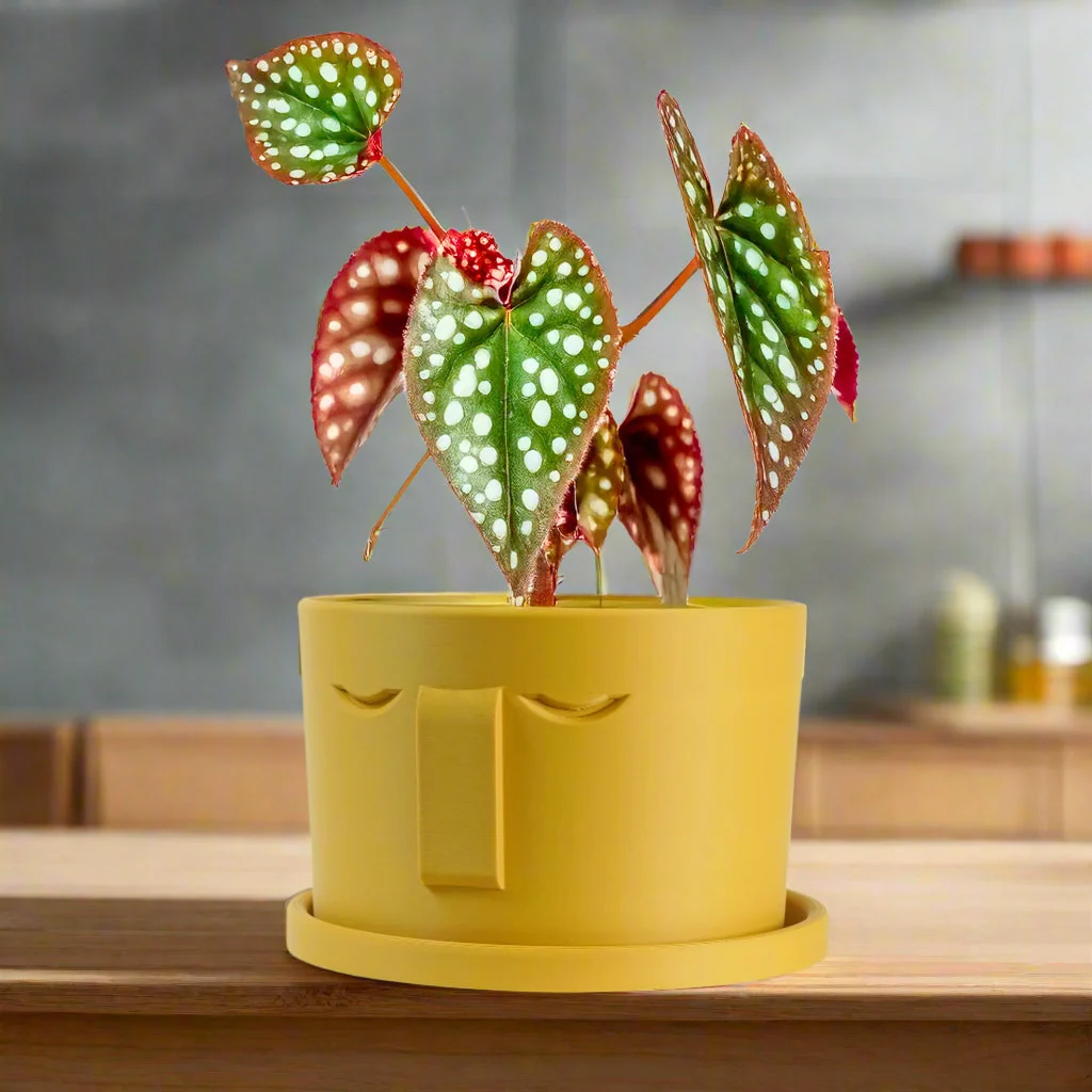 Specialty Minimal Face Planter Small Medium Large With Drip Tray and Great Drainage Refined