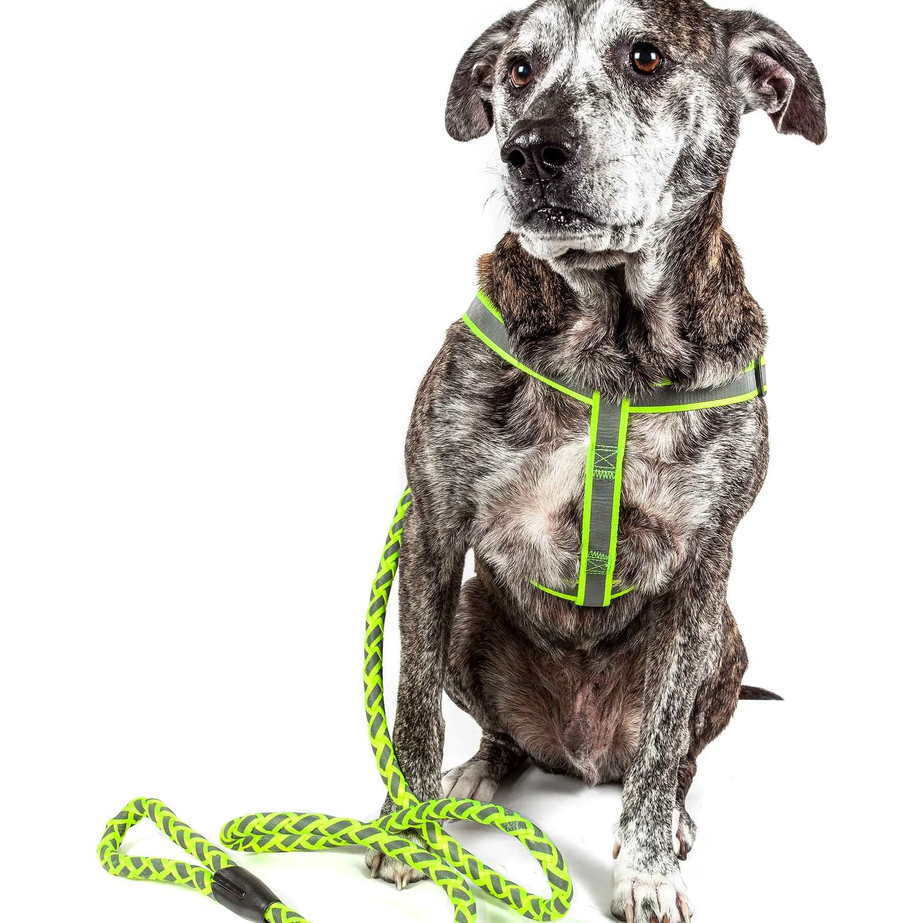 Original Design Pet Life Reflective Stitched Easy Tension Adjustable 2-in-1 Dog Leash and Harness Comfortable