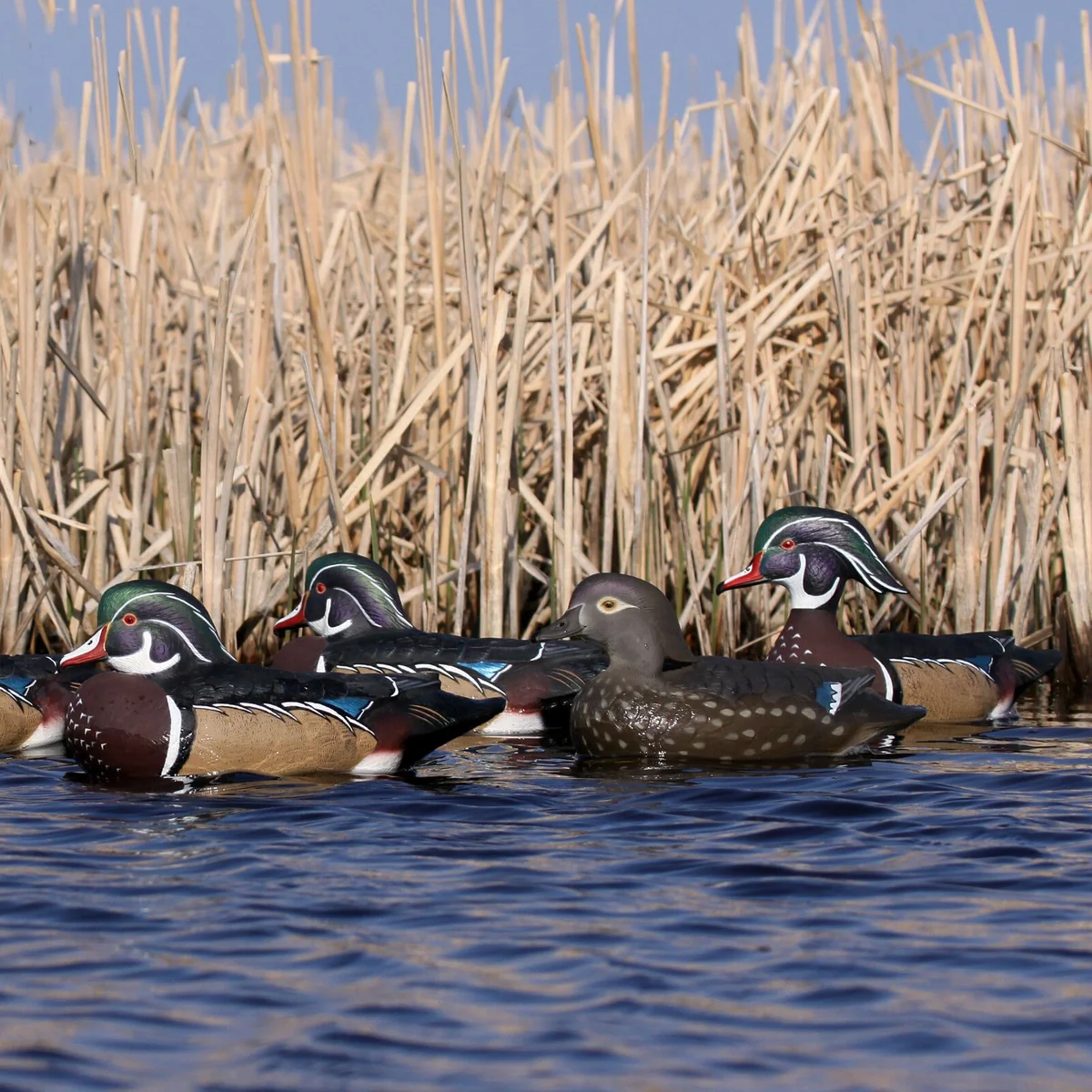 Relaxed Full Body Motion Wood Duck Decoy 6 pack Natural